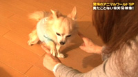 ｖ